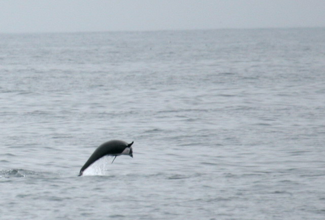 Northern Right Whale Dolphin